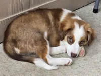 Sam, a male Miniature Australian Shepherd for sale in Washington Court House, OH – 6 of 6