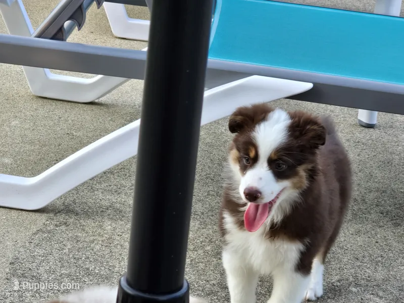 Rowena  – Miniature Australian Shepherd puppy for sale in Washington Court House, OH