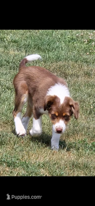 Dean – Miniature Australian Shepherd puppy for sale in Washington Court House, OH