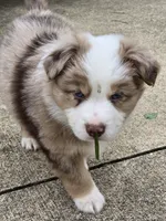 Ralph, a male Miniature American Shepherd for sale in Washington Court House, OH – 4 of 4