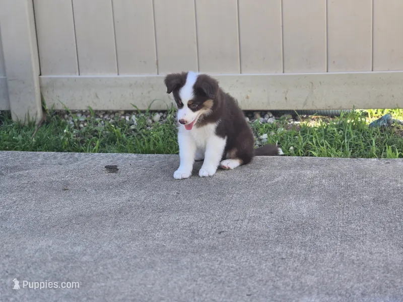 Rowena  – Miniature American Shepherd puppy for sale in Washington Court House, OH