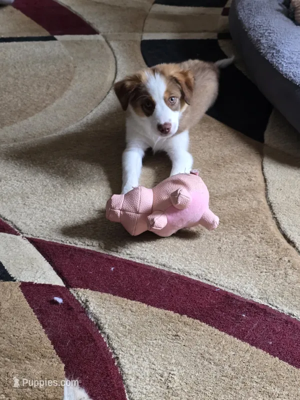 Sam – Miniature Australian Shepherd puppy for sale in Washington Court House, OH