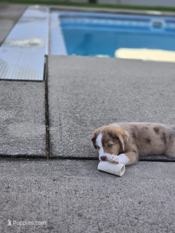 Jody – Miniature American Shepherd puppy for sale in Washington Court House, OH