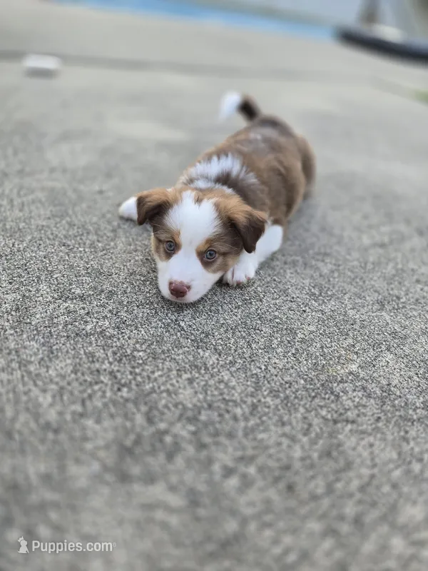 Sam – Miniature American Shepherd puppy for sale in Washington Court House, OH