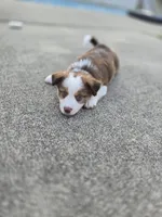Sam, a male Miniature American Shepherd for sale in Washington Court House, OH – 1 of 2
