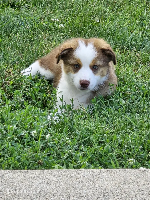 Sam – Miniature Australian Shepherd puppy for sale in Washington Court House, OH