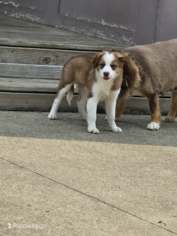 Sam – Miniature Australian Shepherd puppy for sale in Washington Court House, OH