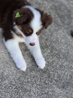 Rowena , a female Miniature American Shepherd for sale in Washington Court House, OH – 3 of 5