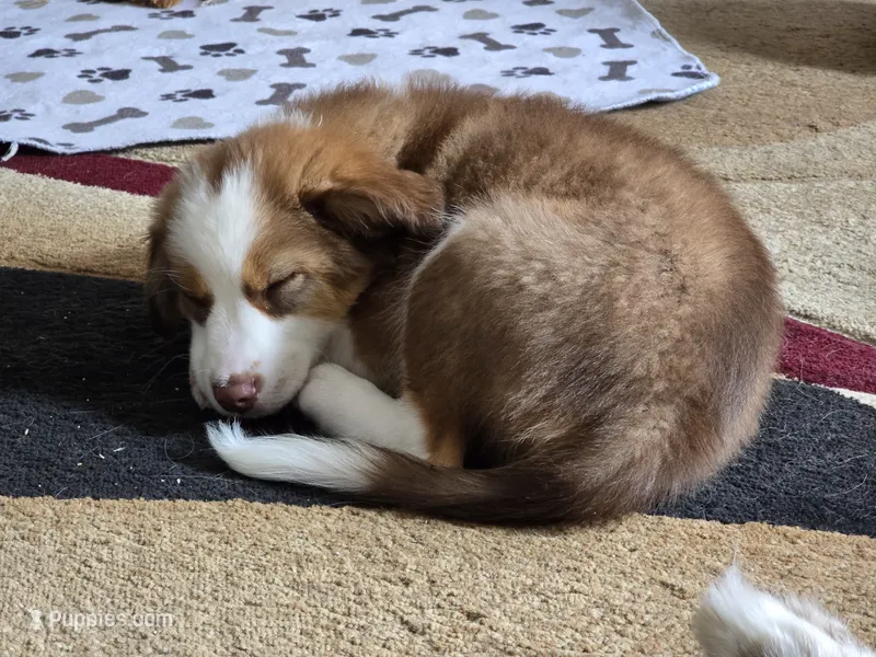 Sam – Miniature Australian Shepherd puppy for sale in Washington Court House, OH
