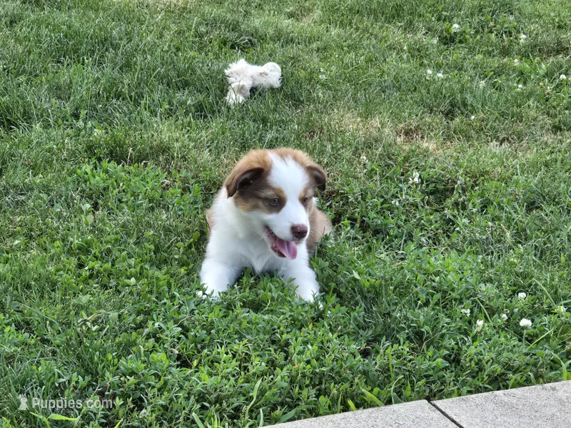 Sam – Miniature Australian Shepherd puppy for sale in Washington Court House, OH