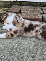 Potsie, a male Miniature American Shepherd for sale in Washington Court House, OH – 3 of 4
