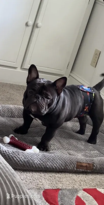 Fatt boy  – American Bully puppy for sale in Snellville, GA