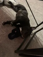 Fatt boy , a male American Bully for sale in Snellville, GA – 2 of 2