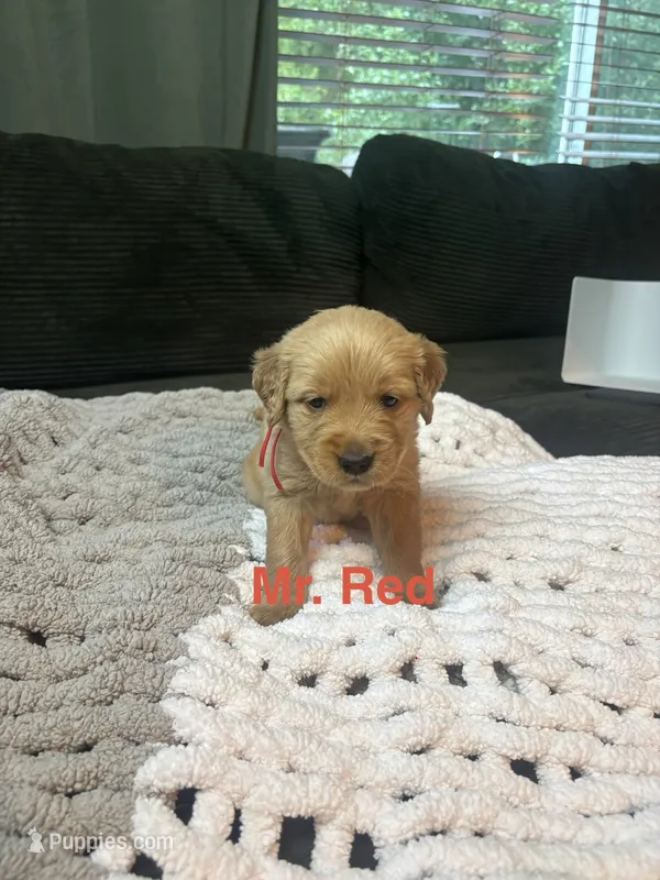 Mr Red – Golden Retriever puppy for sale in Alexandria, KY