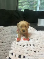 Mr Red, a male Golden Retriever for sale in Alexandria, KY – 1 of 1