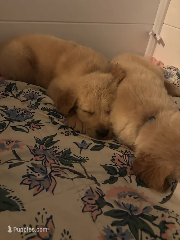 Mr Black – Golden Retriever puppy for sale in Alexandria, KY