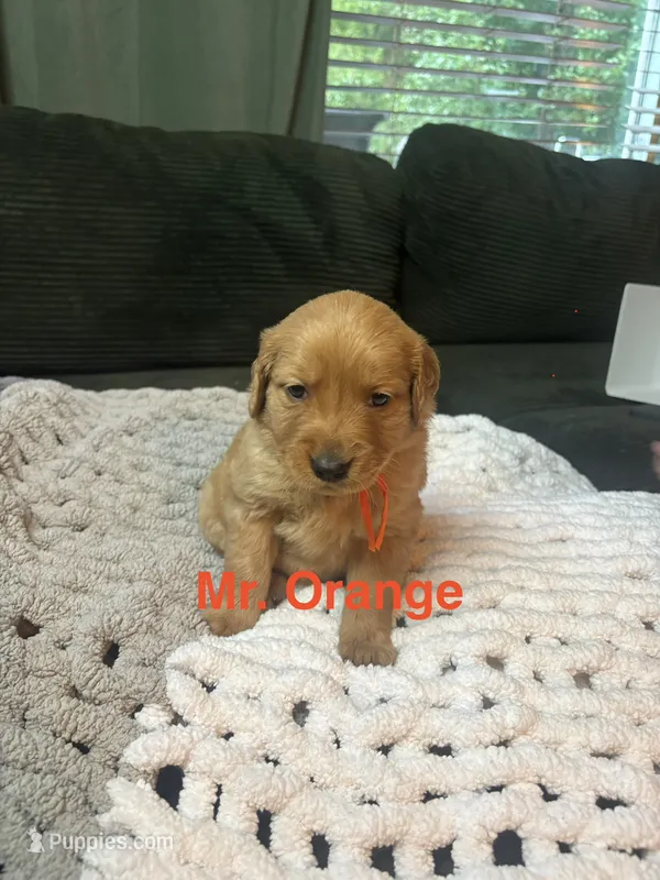 Mr Orange – Golden Retriever puppy for sale in Alexandria, KY