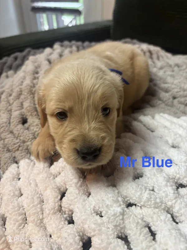 Mr Blue – Golden Retriever puppy for sale in Alexandria, KY
