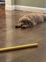 Beau, a male Golden Retriever for sale in Alexandria, KY – 2 of 3