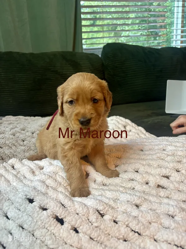 Mr Maroon – Golden Retriever puppy for sale in Alexandria, KY
