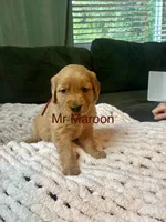 Mr Maroon, a male Golden Retriever for sale in Alexandria, KY – 1 of 1