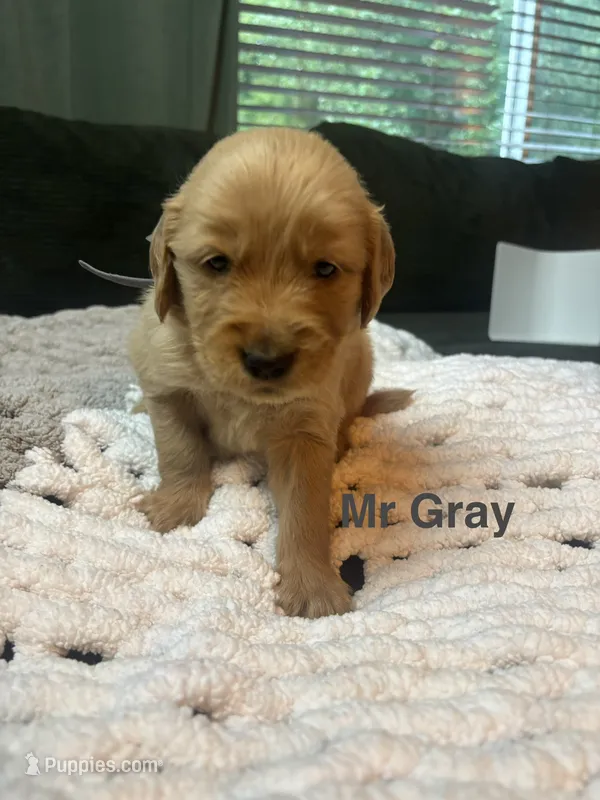 Mr Gray – Golden Retriever puppy for sale in Alexandria, KY