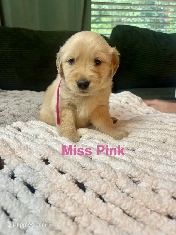 Miss Pink – Golden Retriever puppy for sale in Alexandria, KY