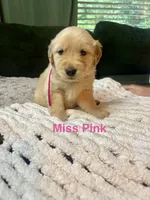 Miss Pink, a female Golden Retriever for sale in Alexandria, KY – 1 of 1
