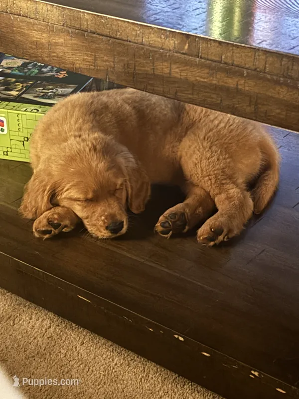 Beau – Golden Retriever puppy for sale in Alexandria, KY