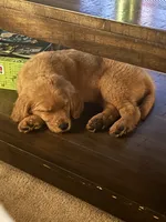 Beau, a male Golden Retriever for sale in Alexandria, KY – 1 of 3