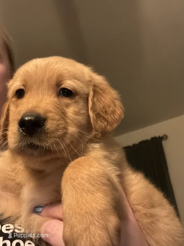 Mr Red – Golden Retriever puppy for sale in Alexandria, KY