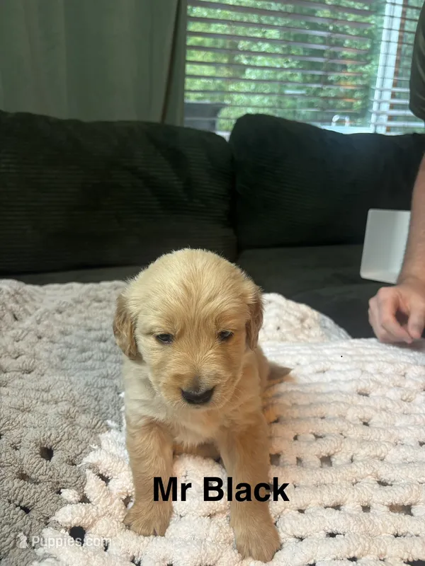 Mr Black – Golden Retriever puppy for sale in Alexandria, KY