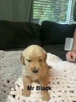 Mr Black, a male Golden Retriever for sale in Alexandria, KY – 1 of 1