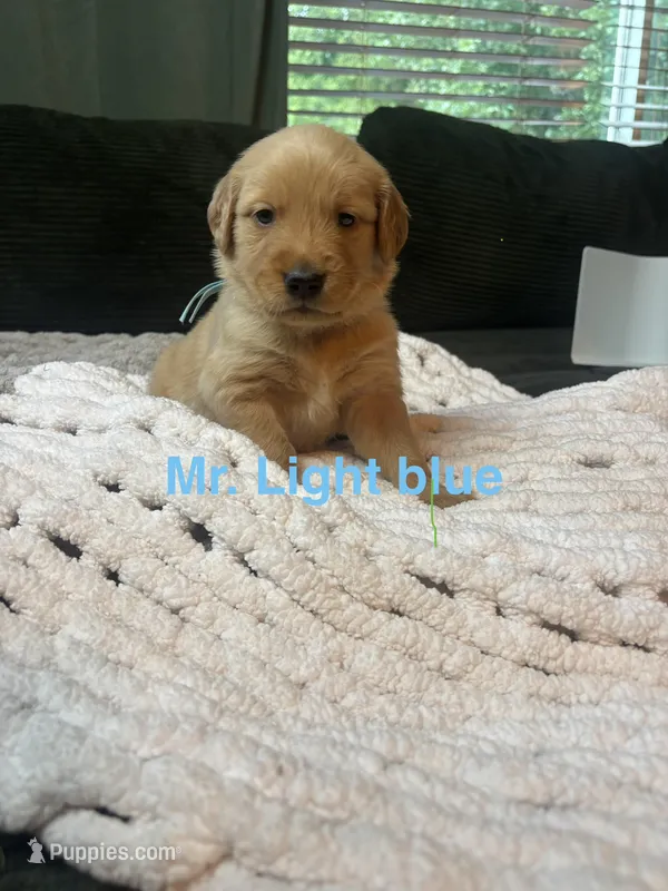 Mr light blue – Golden Retriever puppy for sale in Alexandria, KY
