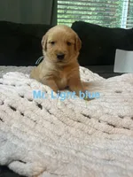 Mr light blue, a male Golden Retriever for sale in Alexandria, KY – 1 of 1