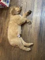 Beau, a male Golden Retriever for sale in Alexandria, KY – 3 of 3