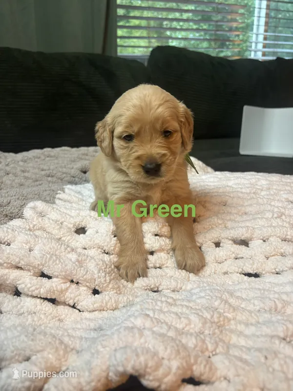 Mr. Green – Golden Retriever puppy for sale in Alexandria, KY