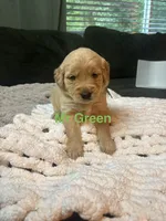 Mr. Green, a male Golden Retriever for sale in Alexandria, KY – 1 of 1