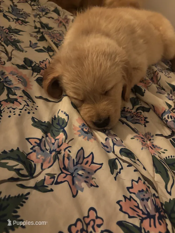 Mr. Green – Golden Retriever puppy for sale in Alexandria, KY