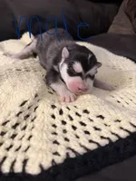 Husky pups, a male Siberian Husky for sale in Globe, AZ – 6 of 6