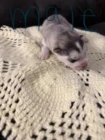 Husky pups, a male Siberian Husky for sale in Globe, AZ – 2 of 6