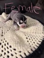 Husky pups, a male Siberian Husky for sale in Globe, AZ – 4 of 6