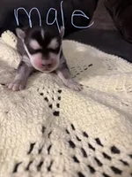 Husky pups, a male Siberian Husky for sale in Globe, AZ – 5 of 6
