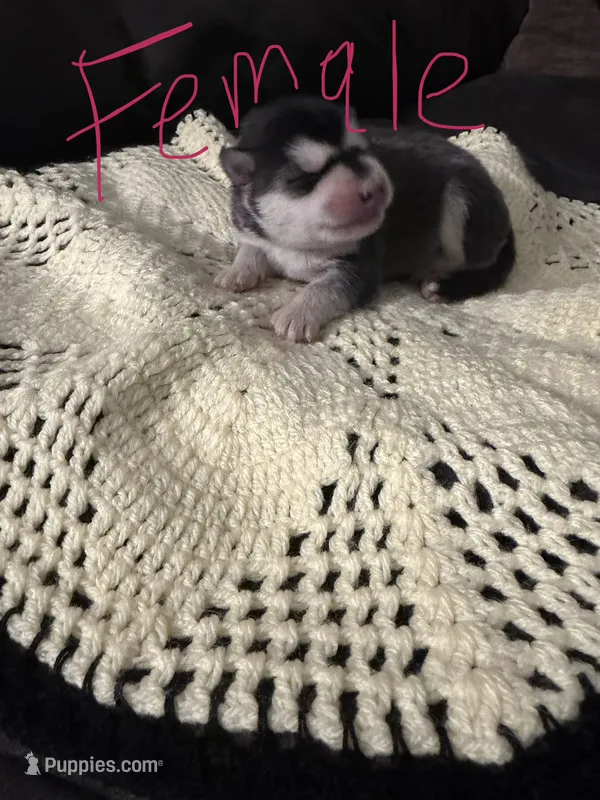 Husky pups – Siberian Husky puppy for sale in Globe, AZ