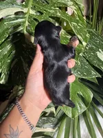 Violet, a female Yorkshire Terrier for sale in Pensacola, FL – 3 of 4