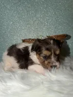 River, a male Yorkshire Terrier for sale in Pensacola, FL – Photo 3 of 6