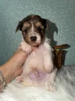 River, a male Yorkshire Terrier for sale in Pensacola, FL – Photo 5 of 6