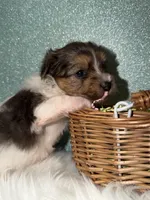 River, a male Yorkshire Terrier for sale in Pensacola, FL – Photo 4 of 6