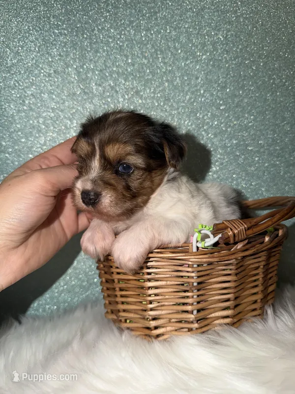 River – Yorkshire Terrier puppy for sale in Pensacola, FL
