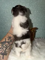 River, a male Yorkshire Terrier for sale in Pensacola, FL – Photo 6 of 6